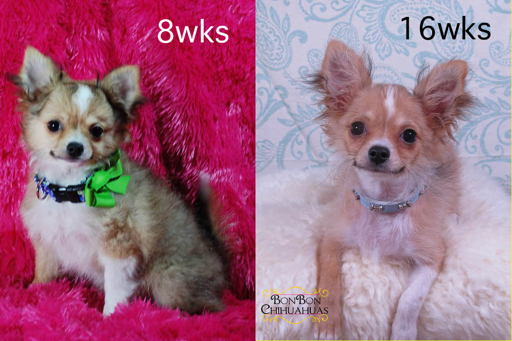 Chihuahua Puppy Long Hair Goldenacresdogs Com