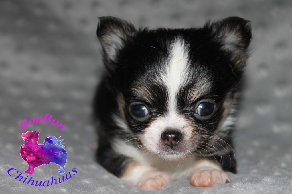 black tri long haired teacup chihuahua puppy for sale
