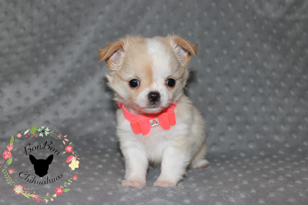 adorable fawn and white spotted longhair chihuahua with spot over one eye wears a neon pink bow collar