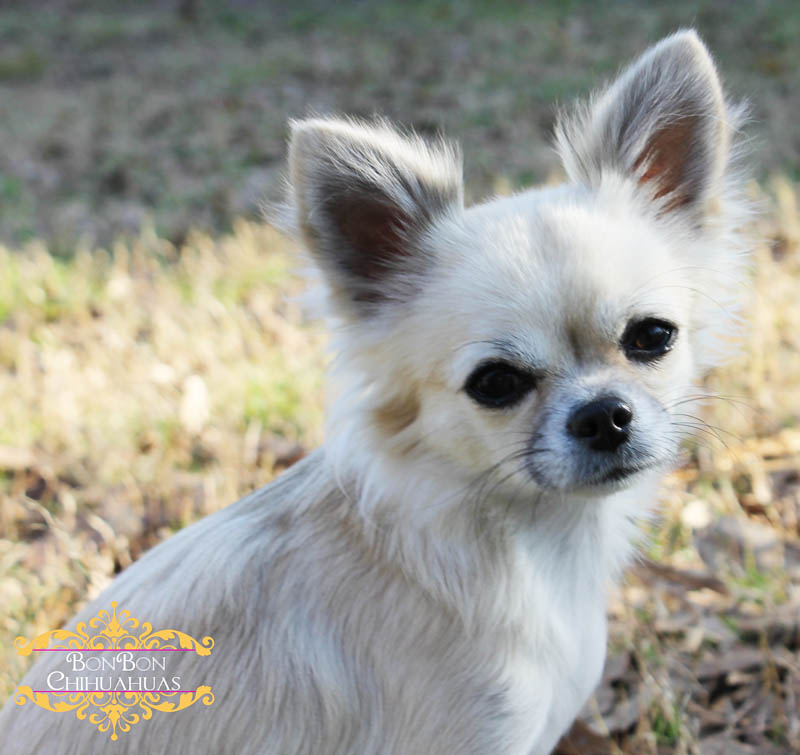 Wolf hot sale sable chihuahua
