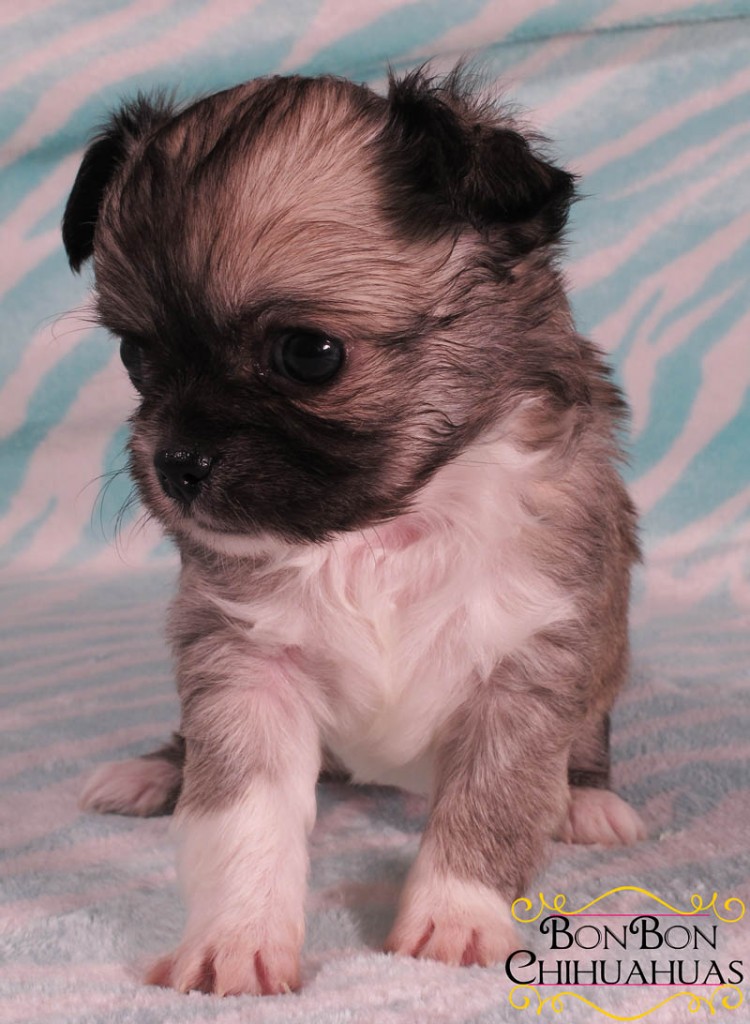 six week old black sable chihuahua puppy with white markings