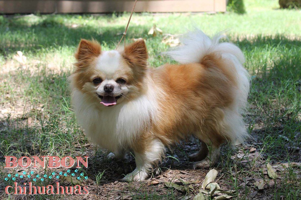 flashy red and white longcoat champion chihuahua stud