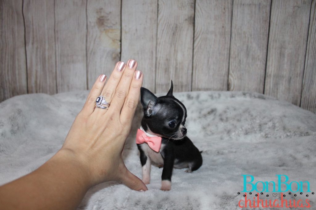 tiny black teacup chihuahua size next to hand