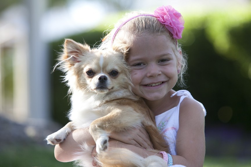 blonde little girl holding a fawn and white longcoat chihuahua