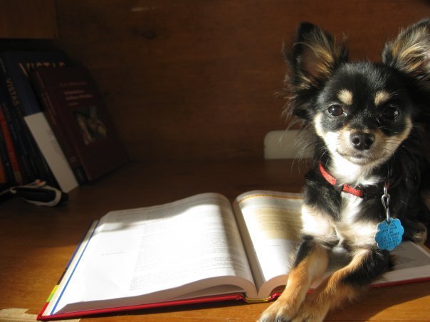 Black and Tan longhaired chihuahua rests on a book