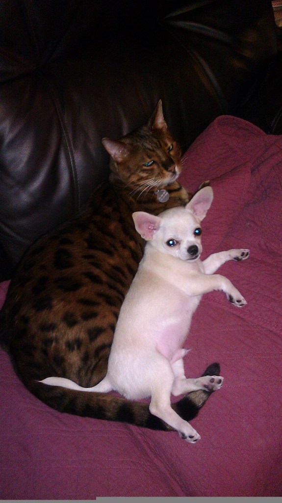 small cream chihuahua puppy snuggles with large savannah cat