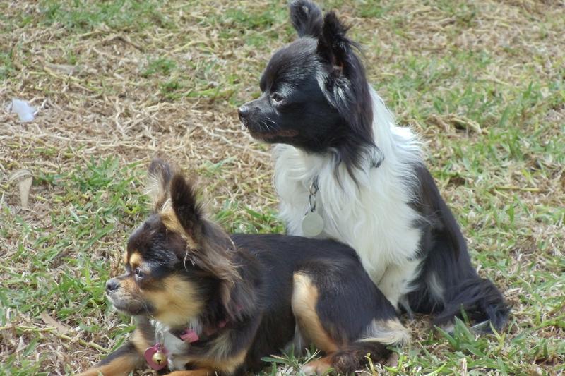 black and brown chihuahua and a black and white chihuahua sit on the grass