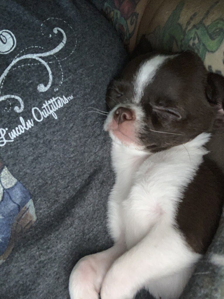 chocolate and white short haired chihuahua puppy naps on woman's chest