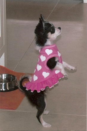 black and cream long hair chihuahua wearing a pink dog dress stands on her hind legs begging for a treat