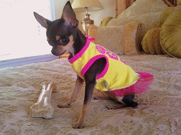 Black and Tan smoothcoat chihuahua wearing a yellow and pink dog dress sits on a bed with a giant bone