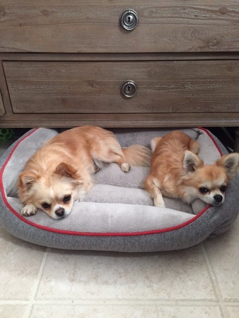 two fawn chihuahuas sleep in a dog bed