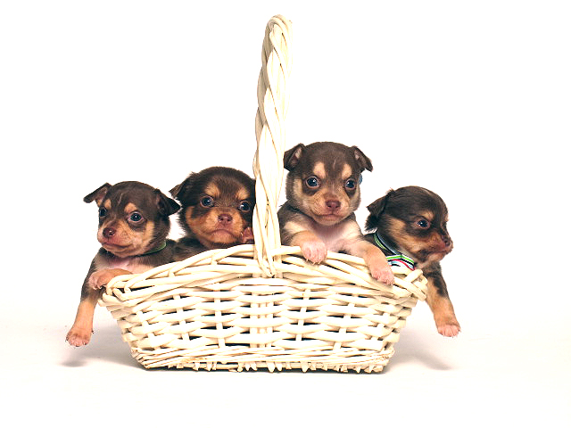 four cute chocolate and tan chihuahua puppies sit in a basket