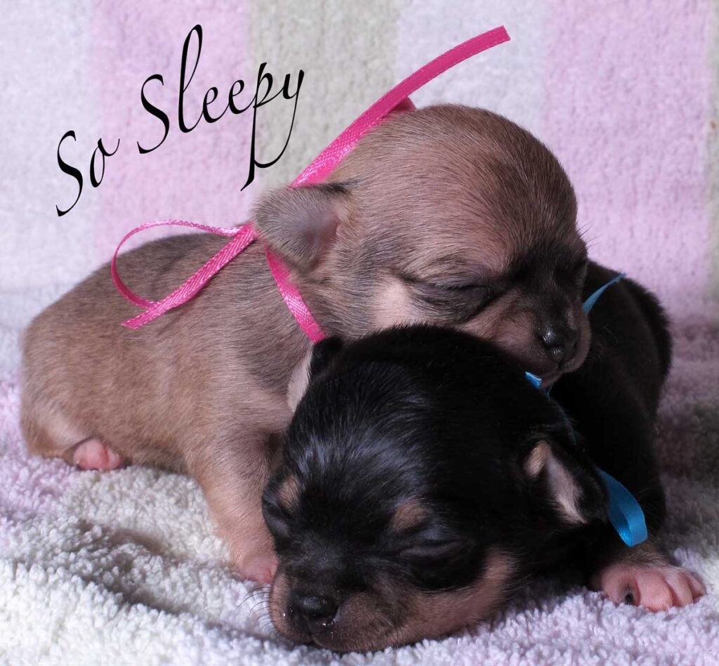 two newborn chihuahua puppies snuggle