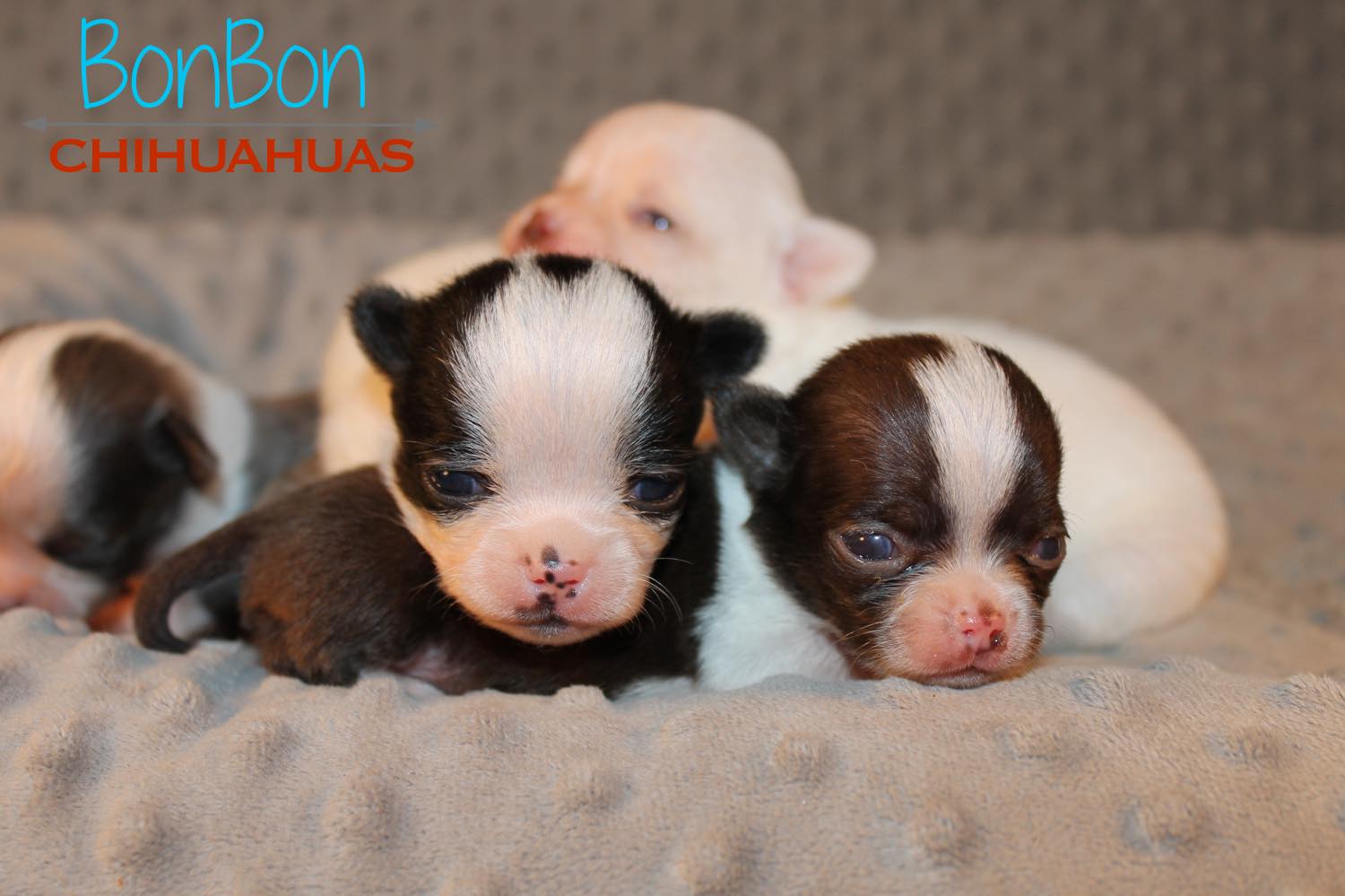 tiny two week old chihuahua puppies snuggle