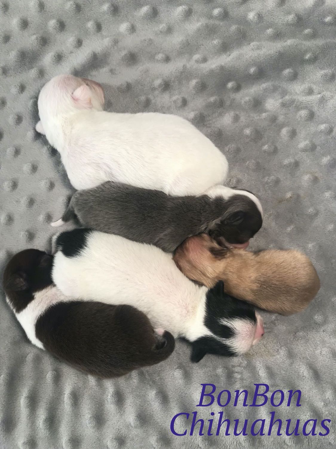 five multicolored newborn chihuahua babies sleep in a row