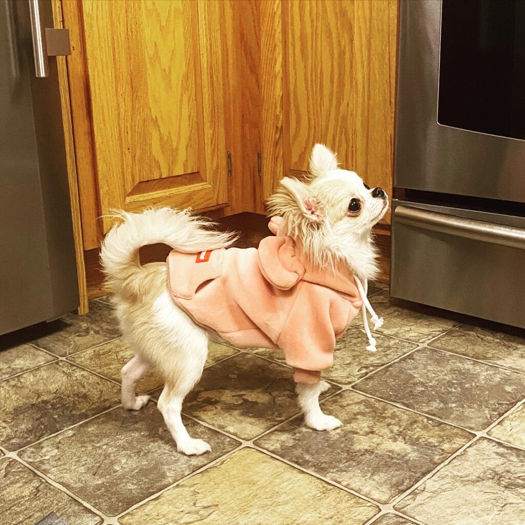 six month old long haired chihuahua puppy standing in kitchen wearing a light pink dog sweatshirt