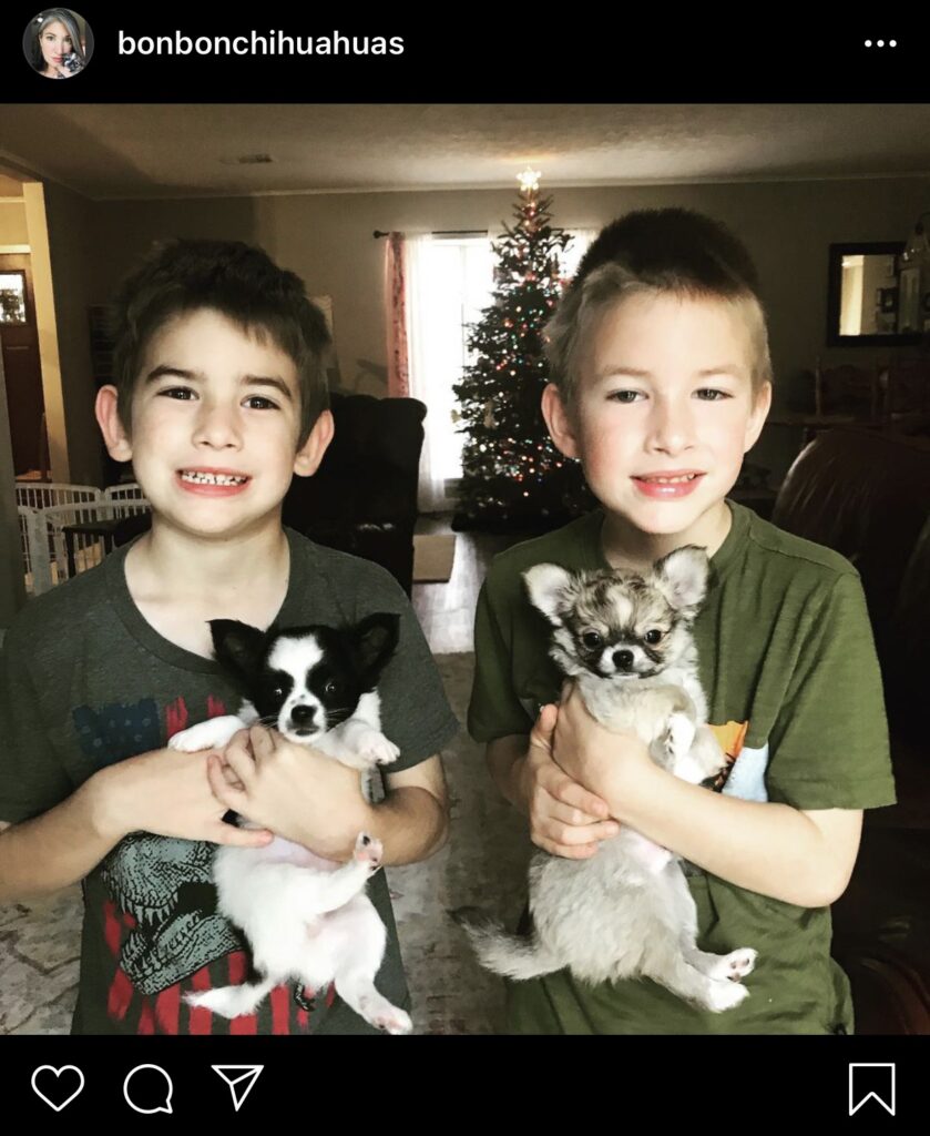 twin boys each holding a long haired chihuahua puppy with a Christmas tree in the background