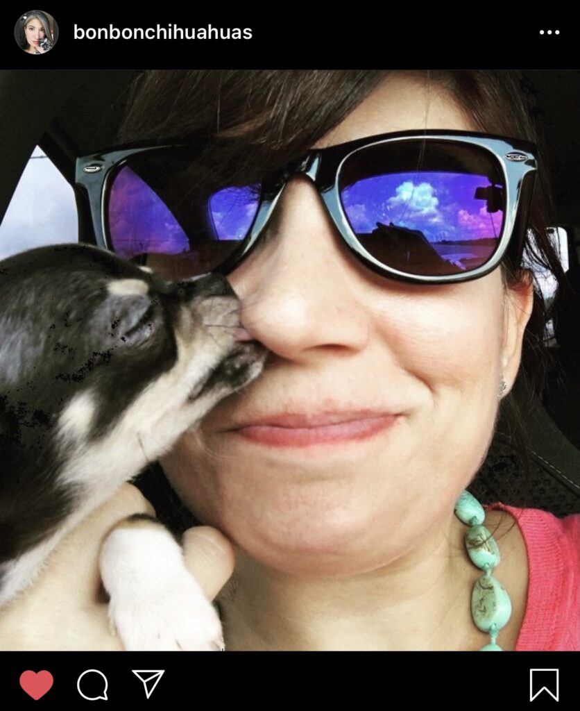Black and Tan chihuahua puppy licking the nose of a dark haired woman wearing sunglasses