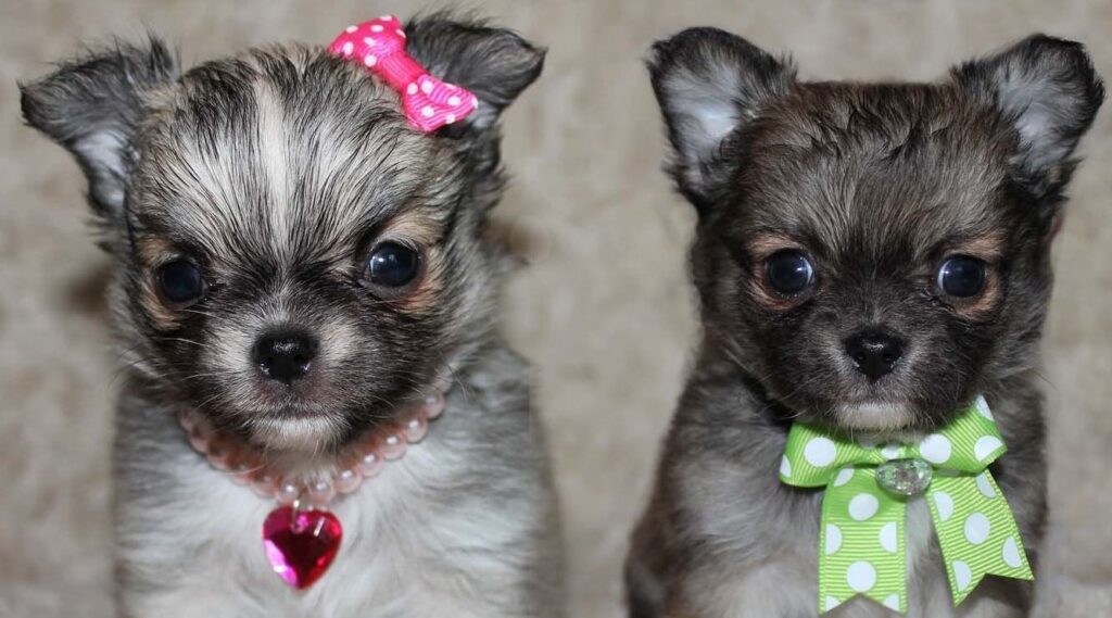 cream sable long haired chihuahua puppy wearing a pink bow and pink heart necklace sitting with a longcoat black sable chihuahua puppy wearing a great bow collar